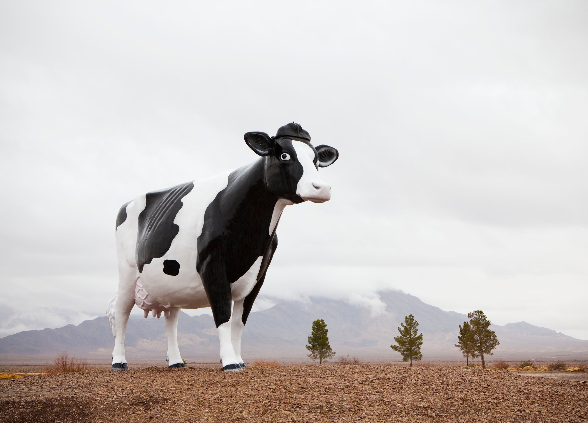 large-model-of-a-black-and-white-cow-in-open-lands-2023-11-27-05-22-23-utc